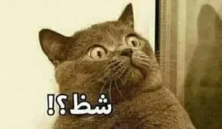 Telegram sticker 🌚 سفوح😁 @S_F3_H