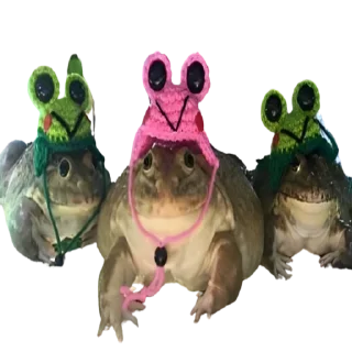 Video sticker ☺️ frogs by @normtips @normsticks