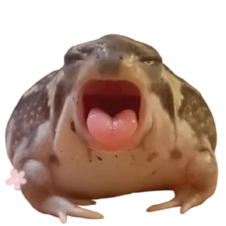 Telegram sticker 😧 frogs by @normtips @normsticks
