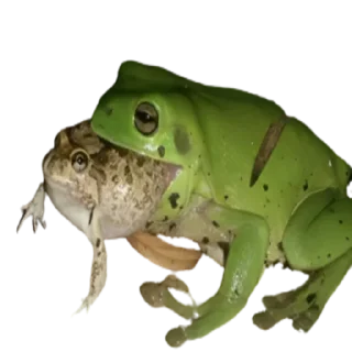 Video sticker 😋 frogs by @normtips @normsticks