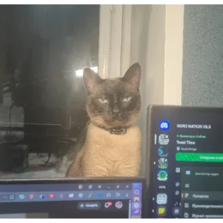 Telegram sticker 😌 Котэ