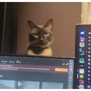 Telegram sticker 🥴 Котэ
