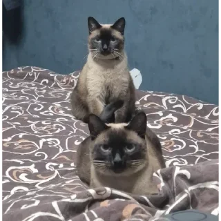 Video sticker 🙃 Котэ