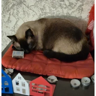 Video sticker 😴 Котэ
