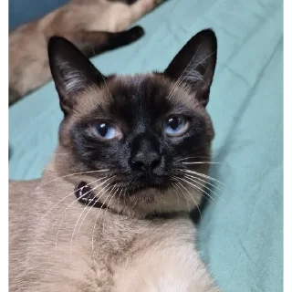 Sticker 🙂 Котэ