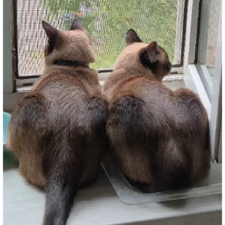 Video sticker 👀 Котэ