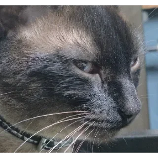 Telegram sticker 😾 Котэ