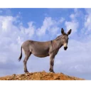 Telegram sticker 😂 بلصقات :- @ALKHALDY95