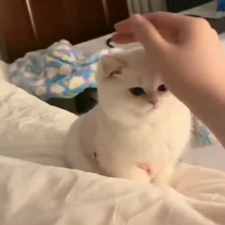 Video sticker 🐈 𝐊ᴇɴ 𝐊ᴀɴᴇᴋɪ's kang pack