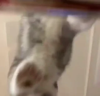 Video sticker 🐈 𝐊ᴇɴ 𝐊ᴀɴᴇᴋɪ's kang pack