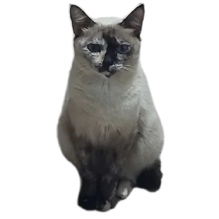 Телеграм стикер 🐱 Uaite grau