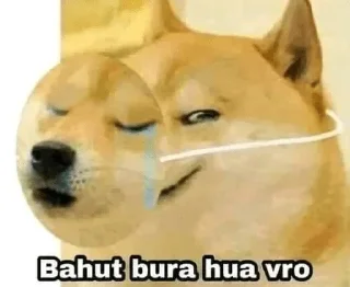 Video sticker 🤔 Habibi pack @alfez45