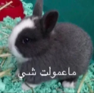 Video sticker 😭 @deadago