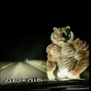 Video sticker 🤨 swaga pack