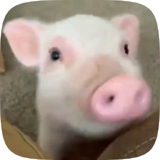 Telegram sticker 🐽 Minipig ˡᵉᵉˢᵏʸʸ • @TgSticker