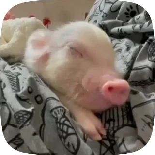 Telegram sticker 😴 Minipig ˡᵉᵉˢᵏʸʸ • @TgSticker