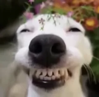 Video sticker 😎 МЯО