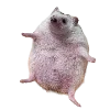 Sticker 🦔 Hampter