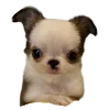 Sticker 🐶 Hampter