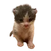 Sticker 🐈 Hampter