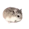 Sticker 🦔 Hampter