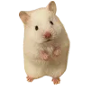 Sticker 🐹 Hampter