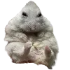 Sticker 🐹 Hampter