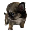 Sticker 🐾 Hampter