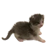 Sticker 🐈 Hampter