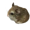 Video sticker 🐀 Hampter