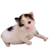 Sticker 🐈 Hampter