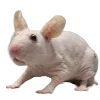Sticker 🐁 Hampter