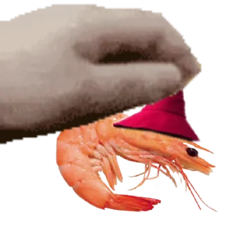Video sticker 🦐 Anoma