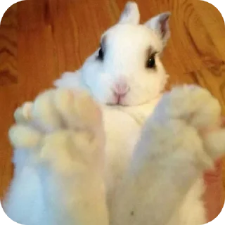 Телеграм стикер 🍓 😈 Лучший чат 👉 @MessageAnonBot