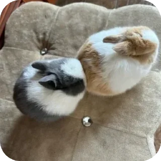 Video sticker ❤ 😈 Лучший чат 👉 @MessageAnonBot