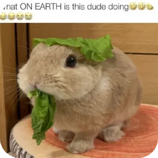 Телеграм стикер 🌿 😈 Лучший чат 👉 @MessageAnonBot