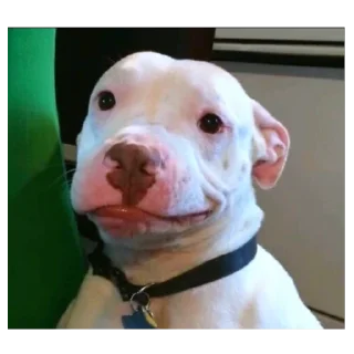 Video sticker 🥴 pewpew by @pewstickers