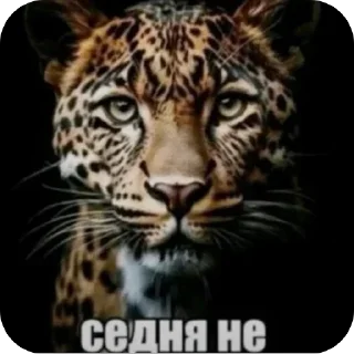 Video sticker 👎 pewpew