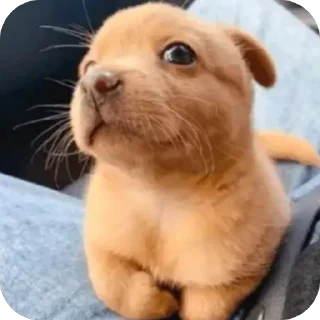 Video sticker 😝 pewpew by @pewstickers