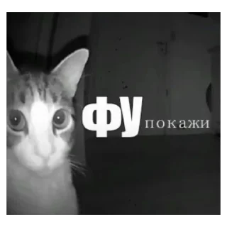 Video sticker 😧 pewpew