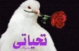 Telegram sticker 🌹 The goat☝🏼:@btwGiN (GiN)