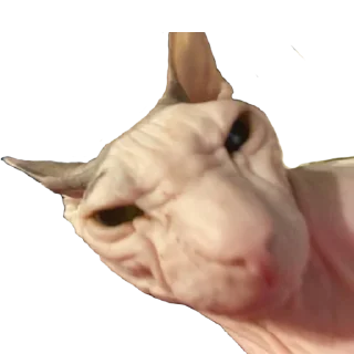 Video sticker 🐛 oborotka420.com