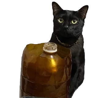 Telegram sticker 😼 oborotka420.com