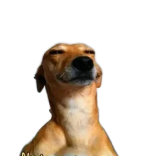 Telegram sticker 🐶 Jjjj