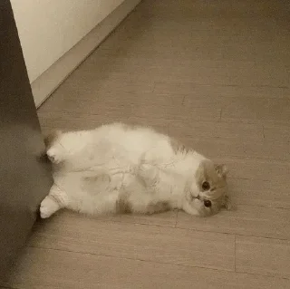 Video sticker 〰 𖠌 @SOLenzara ☜︎︎︎ 𝙟𝙤𝙞𝙣