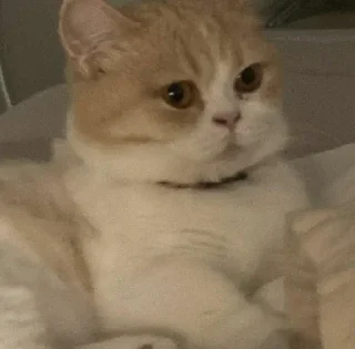 Video sticker 〰 𖠌 @SOLenzara ☜︎︎︎ 𝙟𝙤𝙞𝙣