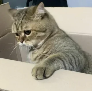 Video sticker 〰 𖠌 @SOLenzara ☜︎︎︎ 𝙟𝙤𝙞𝙣