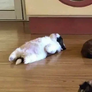 Telegram sticker 〰 𖠌 @SOLenzara ☜︎︎︎ 𝙟𝙤𝙞𝙣