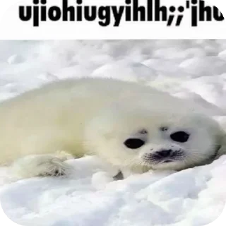 Video sticker 😢 тюленннн🦭🦭