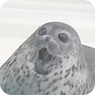 Sticker 🦭 тюленннн🦭🦭